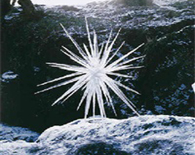Andy Goldsworthy